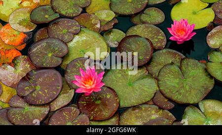 Helle zarte Blumen Seerosen zwischen grünen Blättern auf dem Wasser Stockfoto