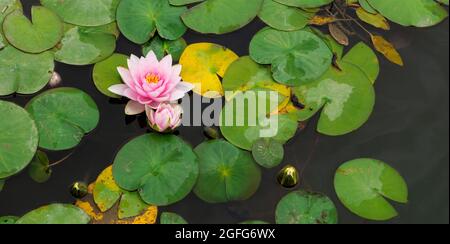 Helle zarte Blumen Seerosen zwischen grünen Blättern auf dem Wasser Stockfoto