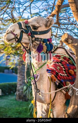 Das weiße Kamel in Hurghada, Ägypten Stockfoto