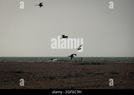 Braune Pelikane (Pelecanus occidentalis) und Möwen fliegen und schwimmen in der Nähe der Meeresküste im Sonnenuntergang in Riohacha, La Guajira, Kolumbien Stockfoto