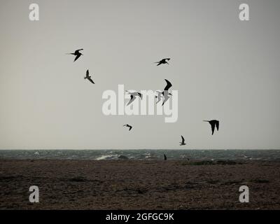 Braune Pelikane (Pelecanus occidentalis) und Möwen fliegen und schwimmen in der Nähe der Meeresküste im Sonnenuntergang in Riohacha, La Guajira, Kolumbien Stockfoto