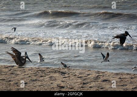 Braune Pelikane (Pelecanus occidentalis) und Möwen fliegen und schwimmen in der Nähe der Meeresküste im Sonnenuntergang in Riohacha, La Guajira, Kolumbien Stockfoto