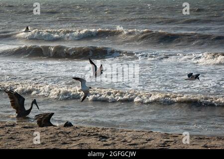 Braune Pelikane (Pelecanus occidentalis) und Möwen fliegen und schwimmen in der Nähe der Meeresküste im Sonnenuntergang in Riohacha, La Guajira, Kolumbien Stockfoto