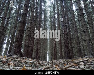 Aufnahme aus dem niedrigen Weitwinkel vom Waldboden Stockfoto