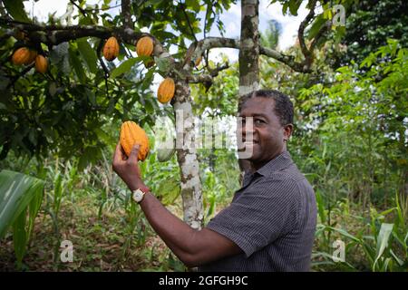 Lächelnder afrikanischer Bauer hält eine Kakaoschote in der Hand. Schwarzer Senior-Landwirt auf seiner Kakaoplantage. Reife gelbe Kakaoschote Stockfoto