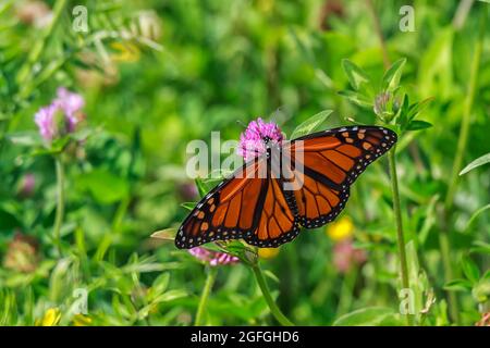 Monarch Butterfly ernährt sich von den Pollen einer purpurnen Kleeblüte Stockfoto