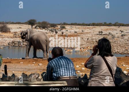 Touristen, die Fotos von Elefanten (Loxodonta africana) machen, die das Okaukuejo-Wasserloch trinken, Etosha National Park, Namibia Stockfoto