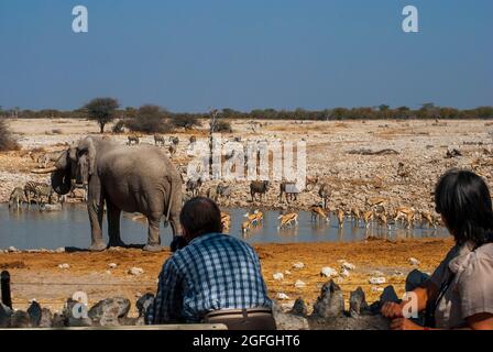 Touristen, die Fotos von Elefanten (Loxodonta africana) machen, die das Okaukuejo-Wasserloch trinken, Etosha National Park, Namibia Stockfoto