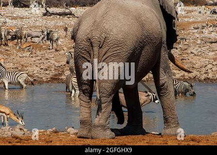 Elefant (Loxodonta africana) und Gemsbok (Oryx gazella) trinken Okaukuejo Wasserloch, Etosha National Park, Namibia Stockfoto