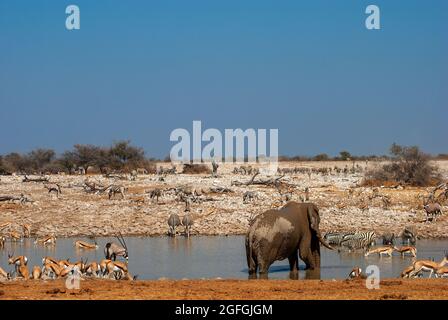 Zebra (Equus quagga), Springbock (Antikorcas marsupialis) und Elefant (Loxodonta africana) trinken Okaukuejo Wasserloch, Etosha National Park, Namibia Stockfoto