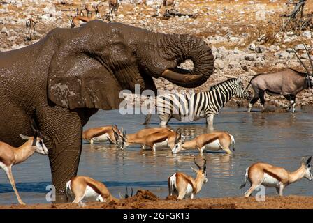 Zebra (Equus quagga), Springbock (Antikorcas marsupialis) und Elefant (Loxodonta africana) trinken Okaukuejo Wasserloch, Etosha National Park, Namibia Stockfoto