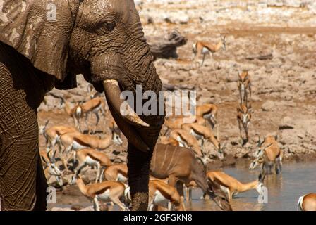 Elefant (Loxodonta africana) und Springbock (Antidorcas marsupialis) trinken im Okaukuejo Wasserloch, Etosha National Park, Namibia Stockfoto