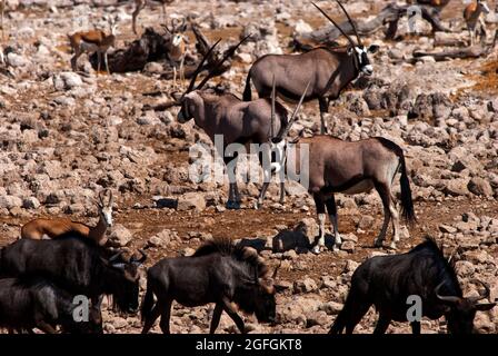 Gemsbok (Oryx gazella) und Gnus (Connochaetes taurinus) auf dem felsigen Gebiet des Okaukuejo-Wasserlochs, Etosha National Park, Namibia Stockfoto