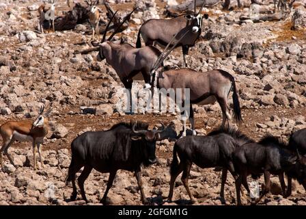 Gemsbok (Oryx gazella) und Gnus (Connochaetes taurinus) auf dem felsigen Gebiet des Okaukuejo-Wasserlochs, Etosha National Park, Namibia Stockfoto