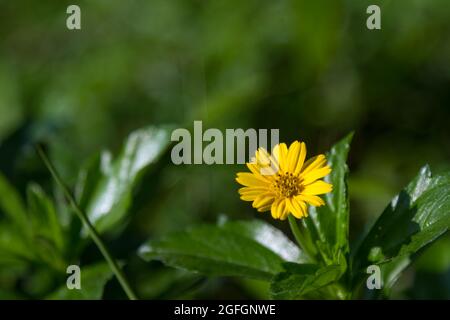 Die schleichende Pflanze ist als schleichende Butterblume bekannt, die morgens gelbe Blüten hat Stockfoto