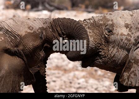 Elefanten (Loxodonta africana) begrüßen sich gegenseitig am Okaukuejo Wasserloch, Etosha National Park, Namibia Stockfoto