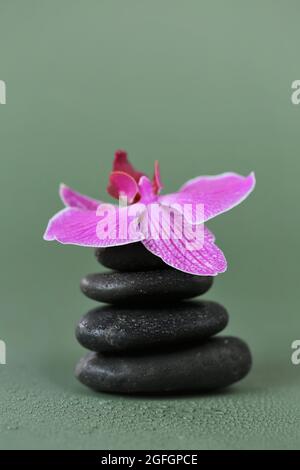 Spa Stones and Orchid Flower.Schönheit und Harmonie. Schwarze Steine und rosafarbene Orchidee blühen in Wassertropfen auf grünem Hintergrund.schöne Zen-Steine. Stockfoto