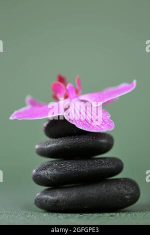 Massage Stone.Schönheit und Harmonie. Schwarze Steine und rosafarbene Orchidee blühen in Wassertropfen auf grünem Hintergrund.schöne Zen-Steine. Stockfoto