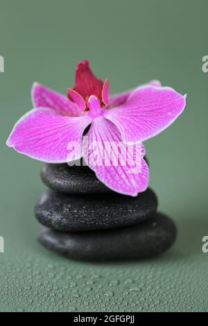 Spa Stones und Orchideenblume. Massage Stone.Schönheit und Harmonie. Schwarze Steine und rosa Orchideenblüte auf grünem Hintergrund.schöne Zen Steine. Stockfoto