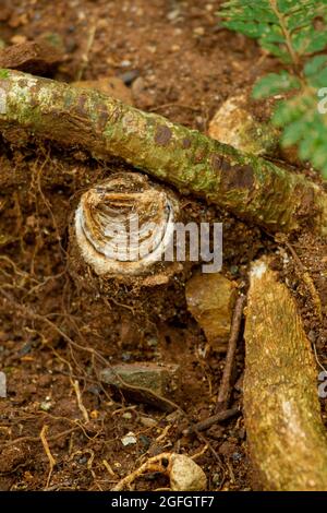 Der Bau der Falltürspinne (Euoplos thynnearum). Stockfoto