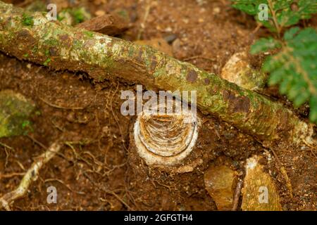 Der Bau der Falltürspinne (Euoplos thynnearum). Stockfoto