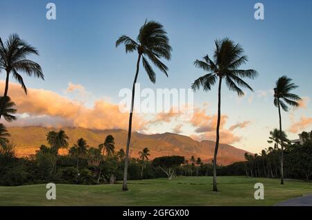 Palmengesäumter Fairway bei Sonnenuntergang am Kaanapali Course. Stockfoto