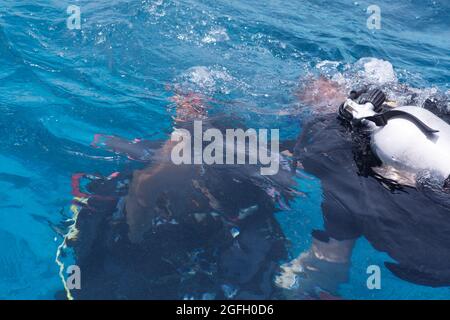 Zwei Personen in Tauchanzügen schwimmen unter dem Wasser. Stockfoto