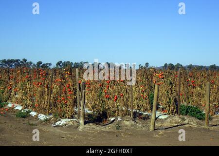 Felder mit reifen, ungepflückten Tomatenfrüchten auf geschrumpften Reben, Bowen, Queensland, Australien. Keine PR Stockfoto