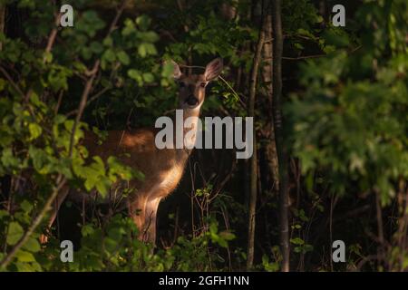 Weißschwanzschwalbe im strahlenden Licht eines nördlichen Wisconsin-Waldes. Stockfoto