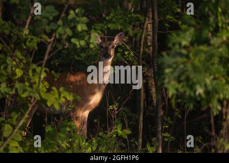 Weißschwanzschwalbe im strahlenden Licht eines nördlichen Wisconsin-Waldes. Stockfoto