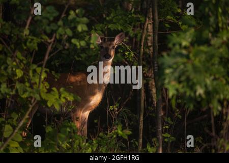 Weißschwanzschwalbe im strahlenden Licht eines nördlichen Wisconsin-Waldes. Stockfoto