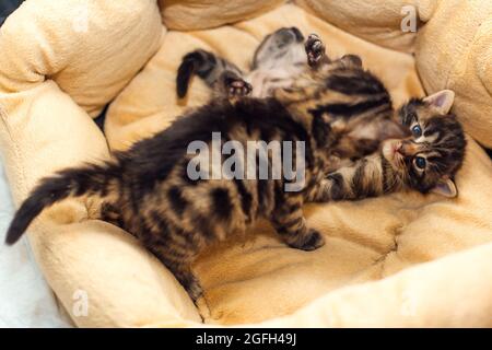 Zwei bengalische Kohlen-Kätzchen auf dem Kissen Stockfoto