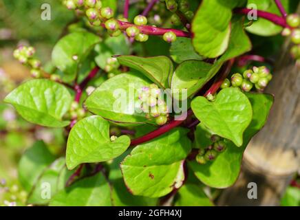 Der rote Stamm des Malabar-Spinats mit dem wissenschaftlichen Namen Basella Rubra Stockfoto