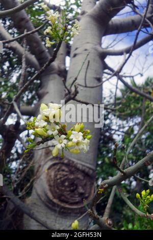 Blumen des Flaschenbaums von Queensland (Brachychiton rupestris), Bowen, Queensland, Australien Stockfoto