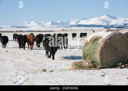 Black Angus Rinder strömen an einem verschneiten Tag zu einem Heuballen. Rocky Mountains im Hintergrund. Stockfoto