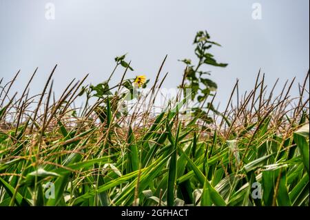 Herbizidresistentes Unkraut gegen die Skyline über einem Feld mit verquistertem Mais Stockfoto