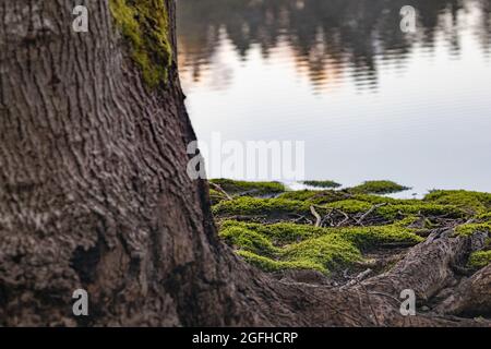 Moos bedeckt die Wurzelbasis eines Baumes am Ufer eines Sees Stockfoto