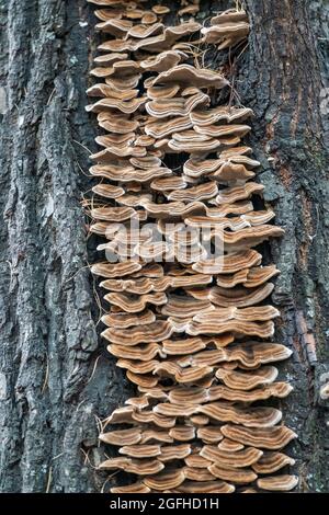 Ein Baumstamm mit einer ausgeprägten Struktur aus Rinde, bedeckt mit Flechten und Pilzen, Trametes versicolor oder putenschwanz - ein polyporer Pilz. Alter Baum in einer fo Stockfoto