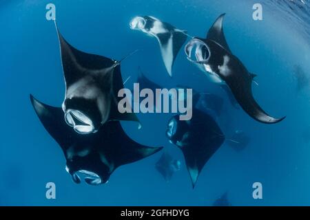 Manta ray im Baa Atoll, Malediven Stockfoto