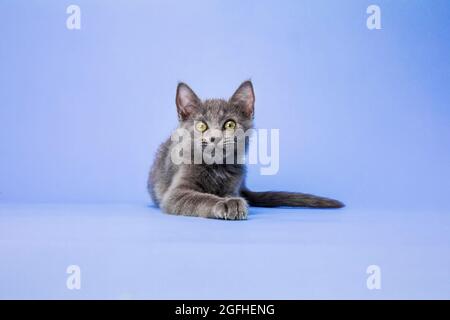 Ein graues russisches blaues Kätzchen auf einem hellvioletten Studiohintergrund, das mit weiten Augen und ausdrucksstark in die Kamera blickt. Stockfoto
