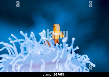 Clownfische leben in gebleichten Seeanemone Stockfoto