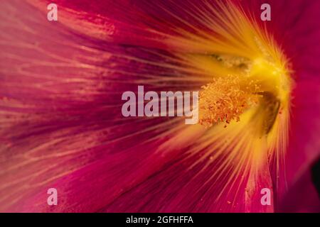 Makroaufnahme einer Blume im Garten. Nahaufnahme von Stempel und Staubgefäßen. Stockfoto