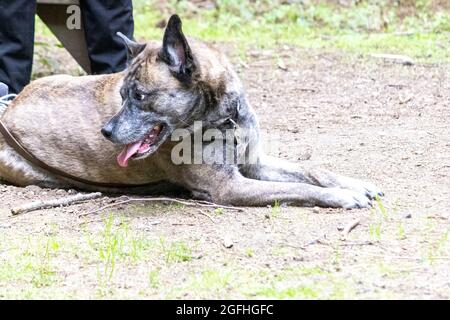 Happy large brindreel Husky Boxer Mix Rasse Hund lag in Schmutz und Gras zu Füßen des Besitzers Stockfoto