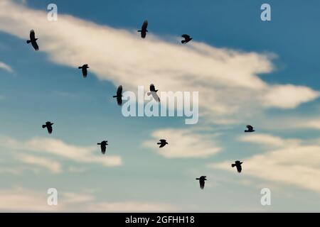 Ein großer Mord an Krähen, die am blauen Himmel mit geschwollenen Wolken auf einem sonnigen Dat fliegen Stockfoto