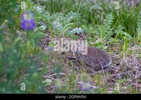 Kleines braunes Wildkaninchen versteckt sich im Wildgras auf einer Wiese mit wilden Blumen Stockfoto