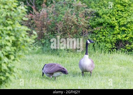 Zwei schwarz-weiße kanadische Gänse grasen in einem Naturpark in der Nähe des Wassers Stockfoto