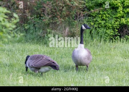 Zwei schwarz-weiße kanadische Gänse grasen in einem Naturpark in der Nähe des Wassers Stockfoto