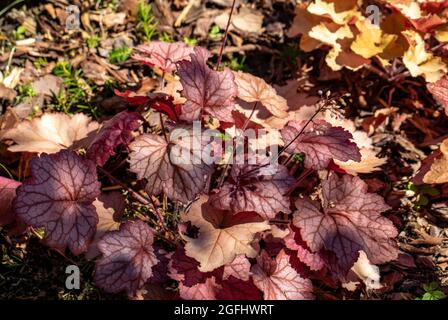 heuchera Pflanzen als sehr schöner natürlicher Hintergrund Stockfoto