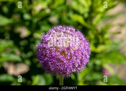Globemaster Allium Blumen in voller Blüte, nur bevor er sich der Samen Stockfoto