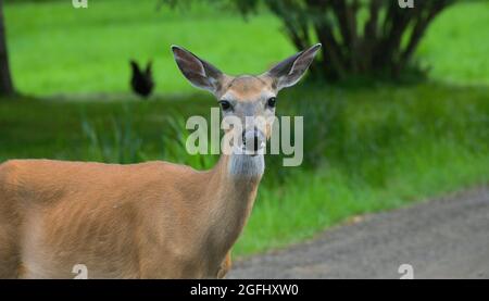 Ein ausgewachsener Weißschwanz-Hirsch hält an und dreht sich um, um die Kamera zu betrachten, während er im Frühling eine Straße in der Nähe von Mission Marsh, Ontario, Kanada, entlang ging. Stockfoto